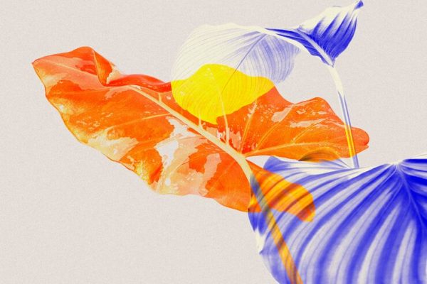 Artistic Illustration Essentials